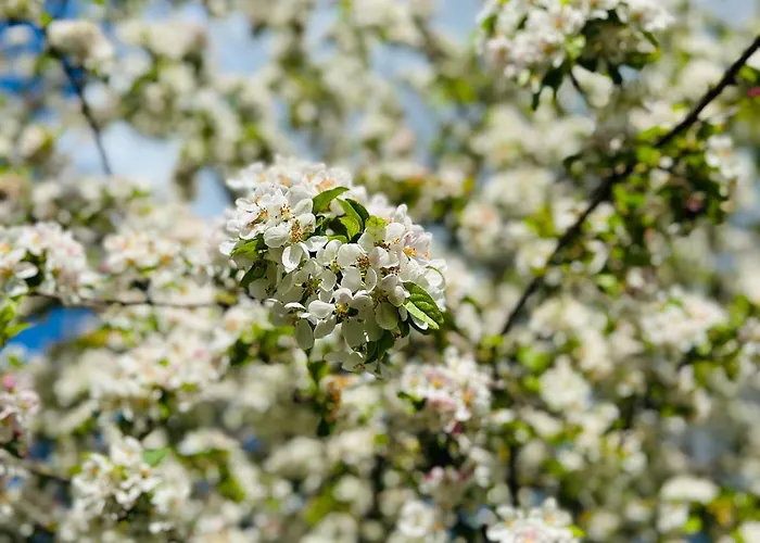 Bed & Breakfast Pleisterplaats Schoeppert